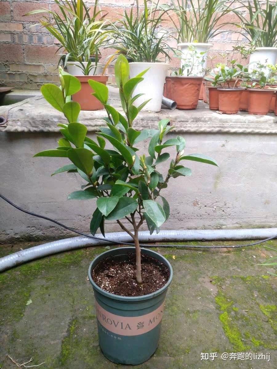 含笑花五年苗直经大约多少. - 知乎