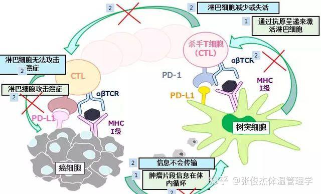 體溫管理免疫力科普關於nk細胞免疫療法你所想了解的都在這裡