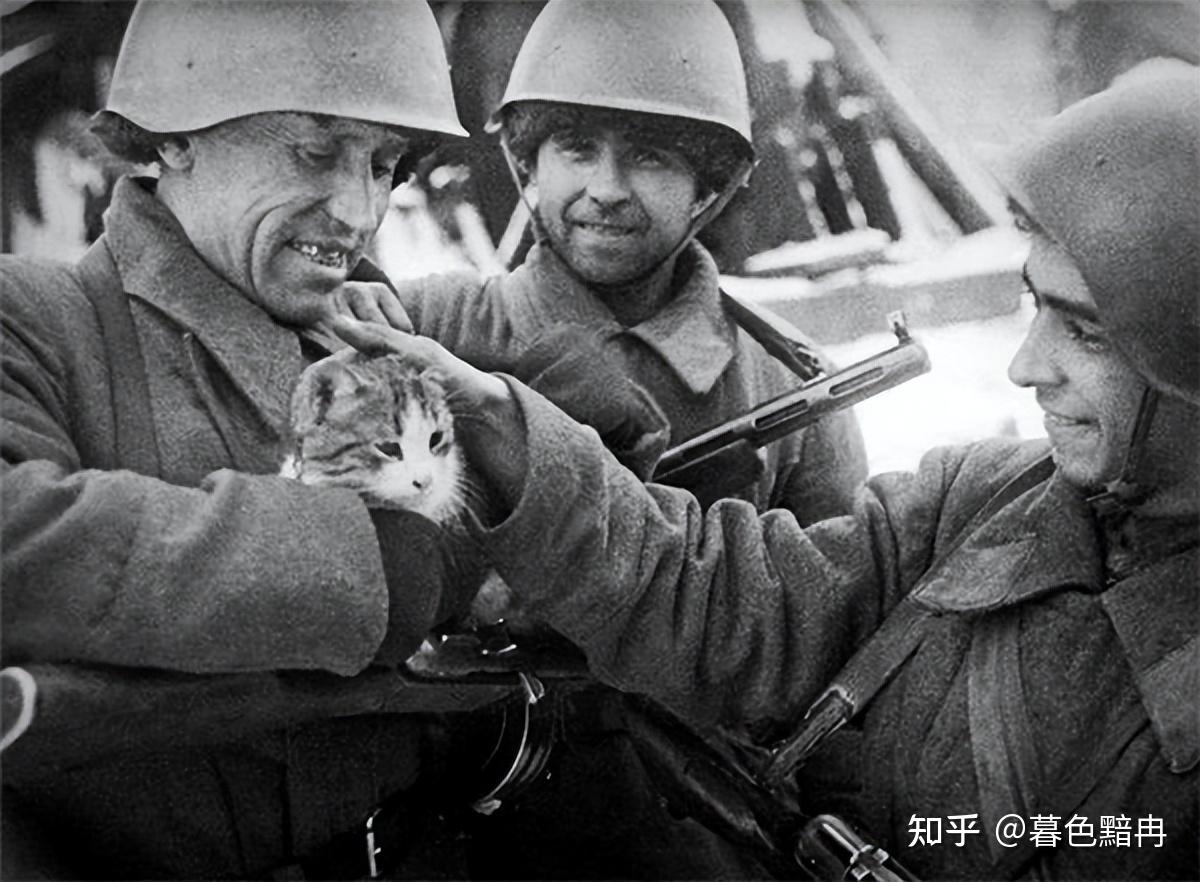 1943年全苏联猫急援列宁格勒:城内只活下一只猫,却冒出百万老鼠 - 知乎