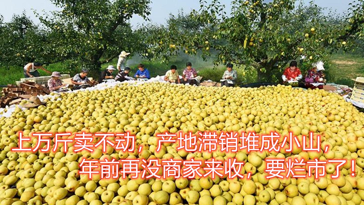 上万斤卖不动 产地滞销堆成小山 年前再没商家来收 要烂市了 知乎 上万斤卖不动 产地滞销堆成小山 年前再没商家来收 要烂市了 知乎