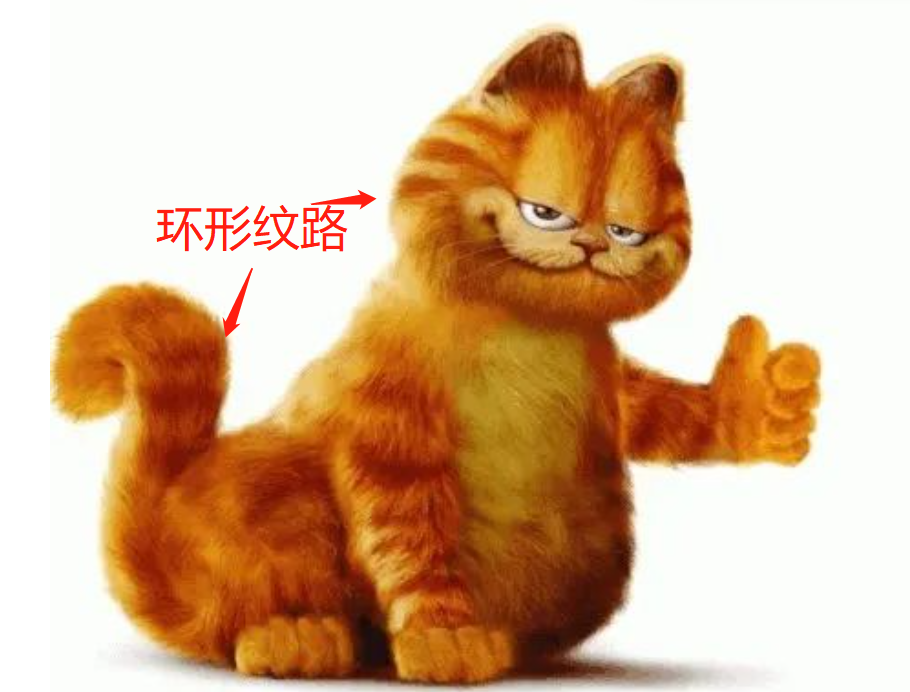 橘猫为什么普遍都很胖？ - 知乎