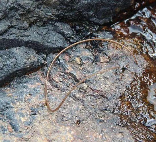 四川疑似发现非洲龙线虫,已上报当地疾控中心,龙线虫是什么虫?