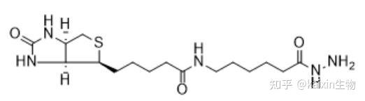 Biotin-LC-Hydrazide|CAS:109276-34-8|生物素-LC-酰肼 - 知乎