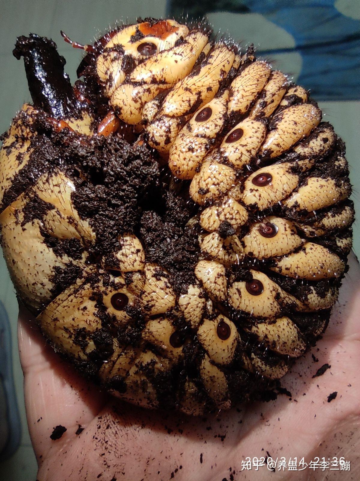 有没有恶心的虫子图