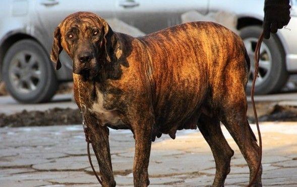 世界十大猛犬榜,战斗力强到飞天,见到记得绕路走!