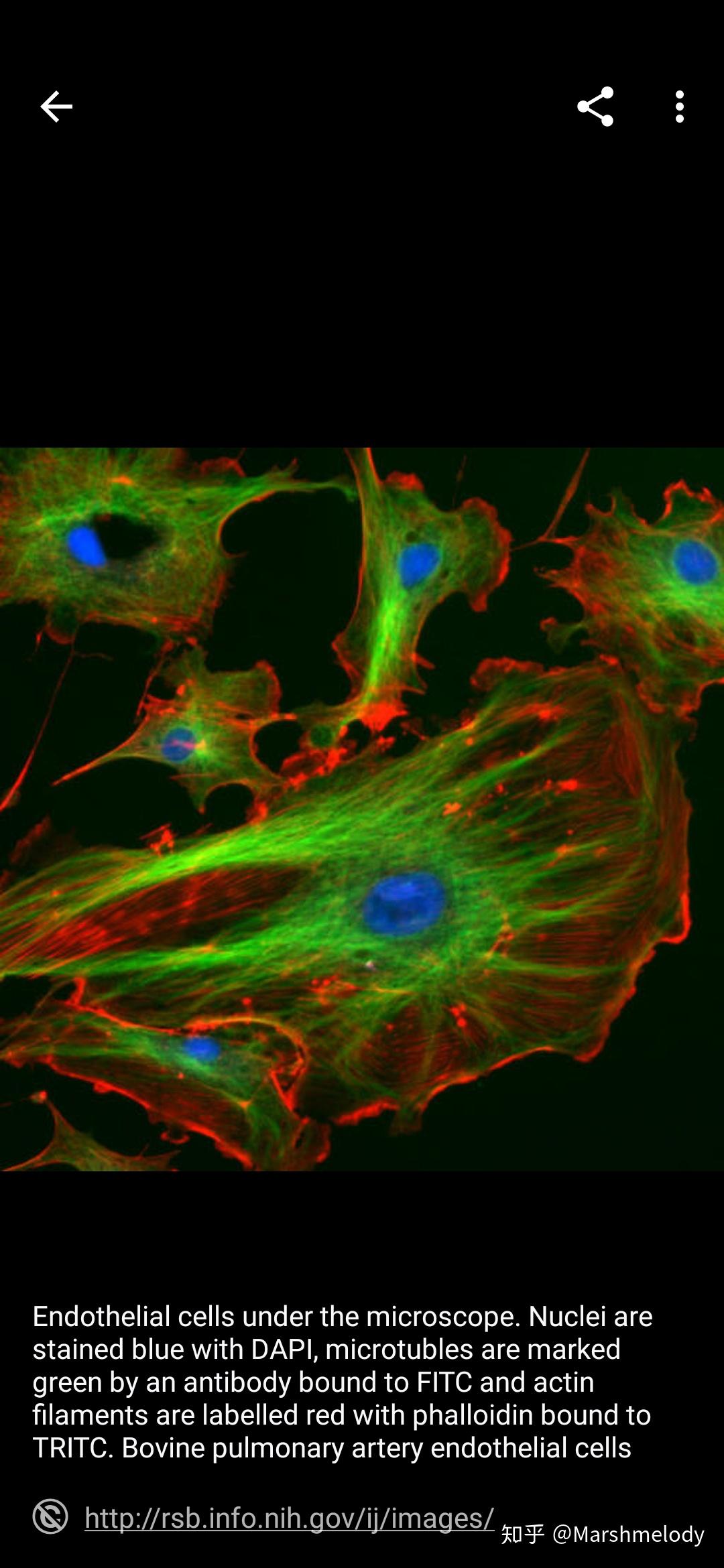 如何检测细胞中的微管? - 知乎