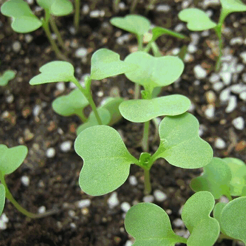 500_500gif 动态图 动图