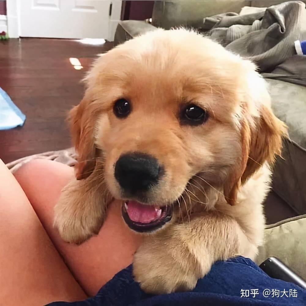 为什么不建议养"公金毛"?事实证明:养过一次就怕了