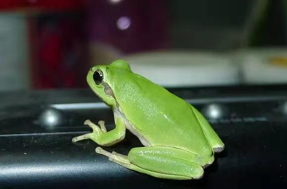 你是否也想养个小宠物蛙 - 知乎