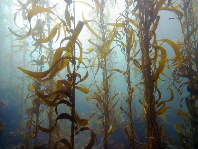【特辑】巨藻Macrocystis——世界上最大的藻类——到底有几个物种? - 知乎