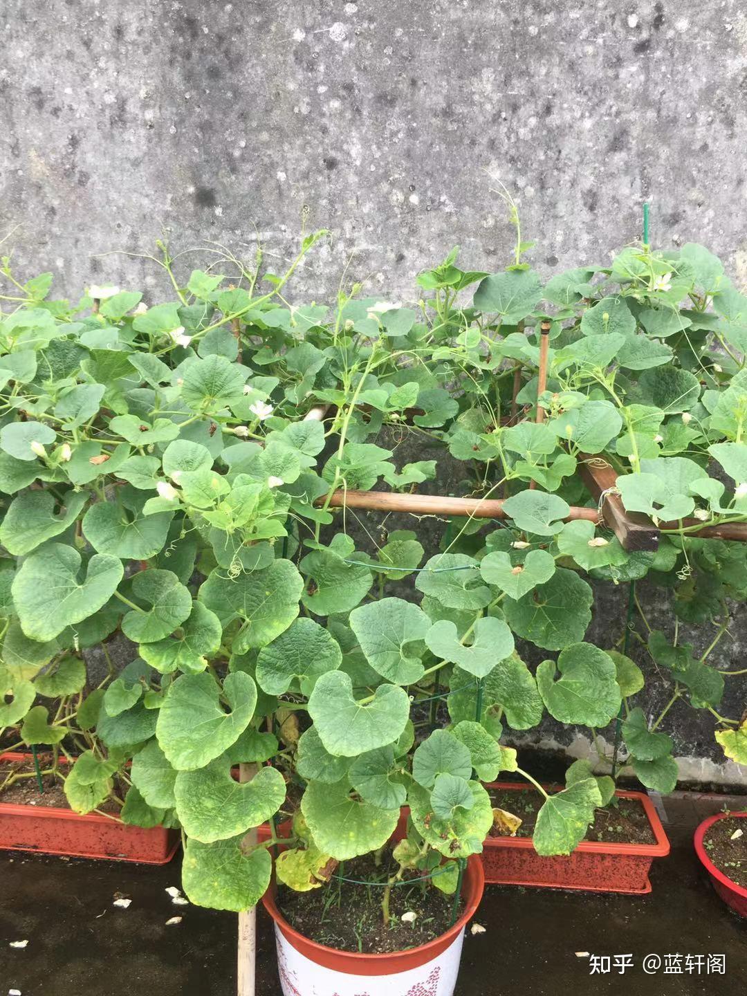 种植天然葫芦结小葫芦了