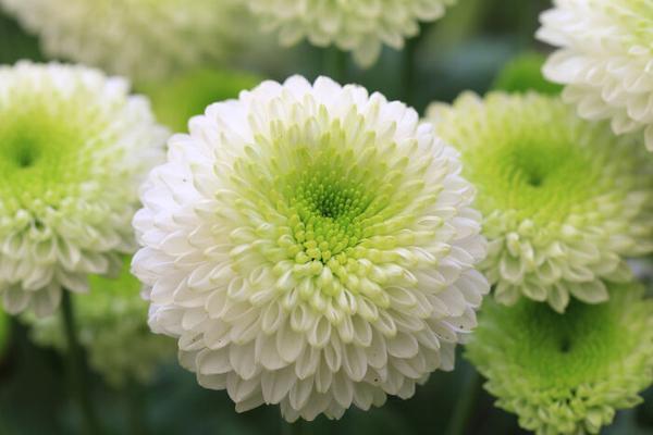 菊花(chrysanthemum)