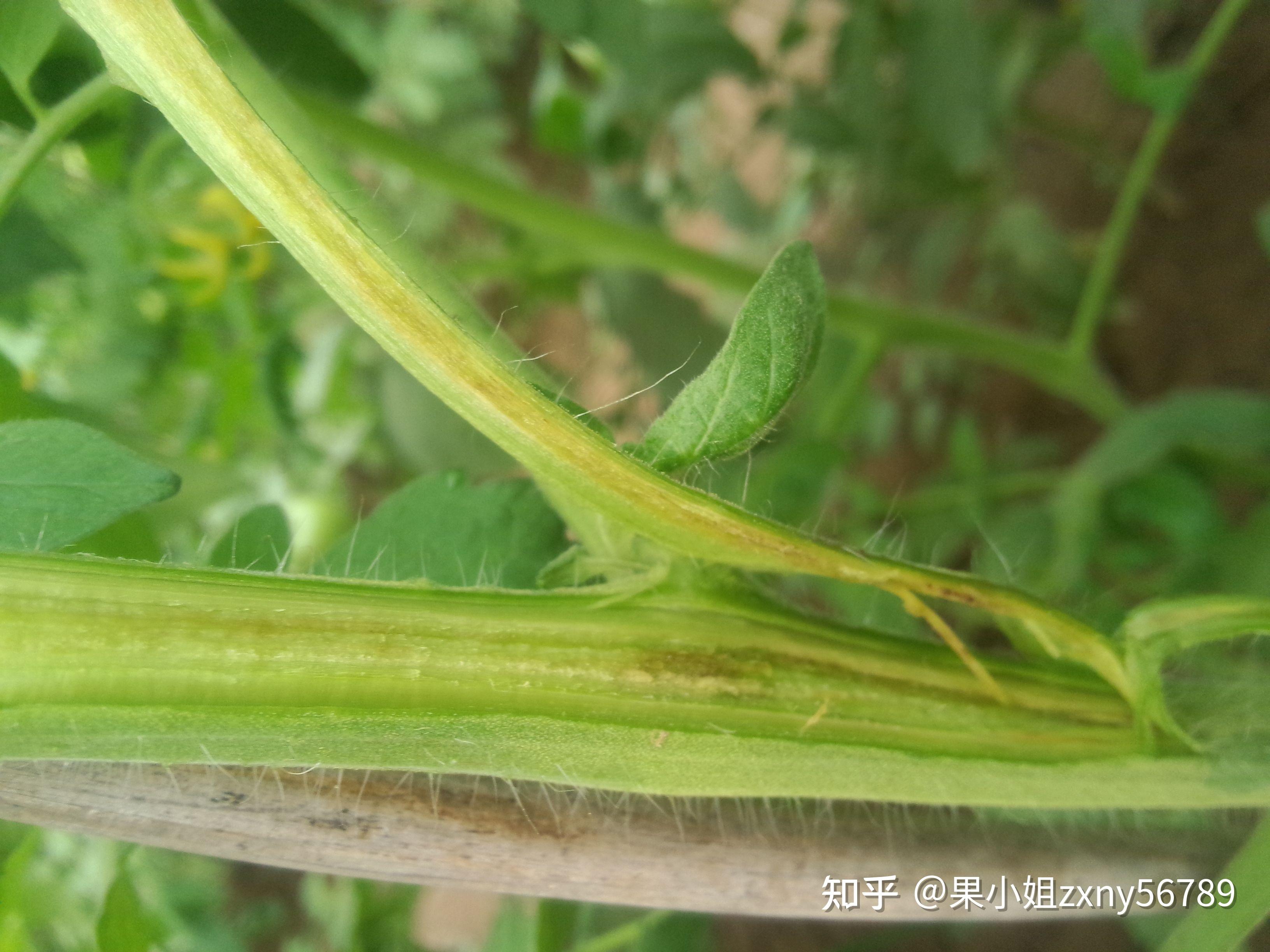 种植棉花黄萎病用什么特效药,如何能防治棉花黄萎病? - 知乎