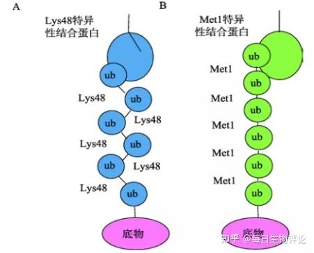 LifeSensors丨艾美捷多泛素化修饰:解锁蛋白质动态调控的密码 - 知乎