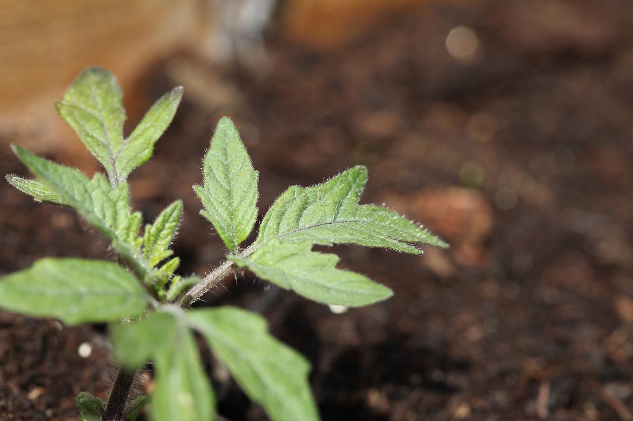 3. 竹根繁殖方法