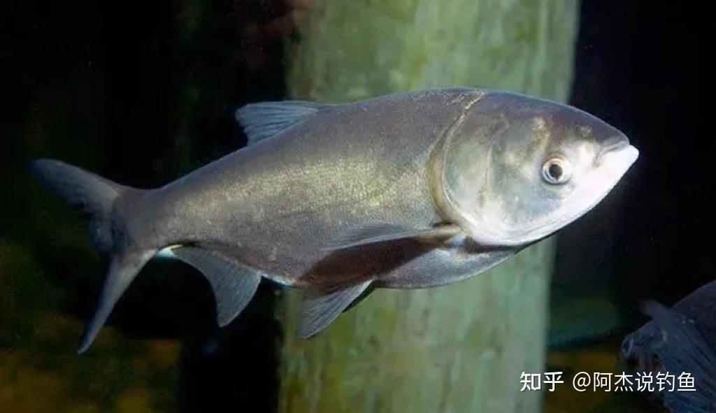 垂钓鲢鳙鱼的最全技巧! - 知乎