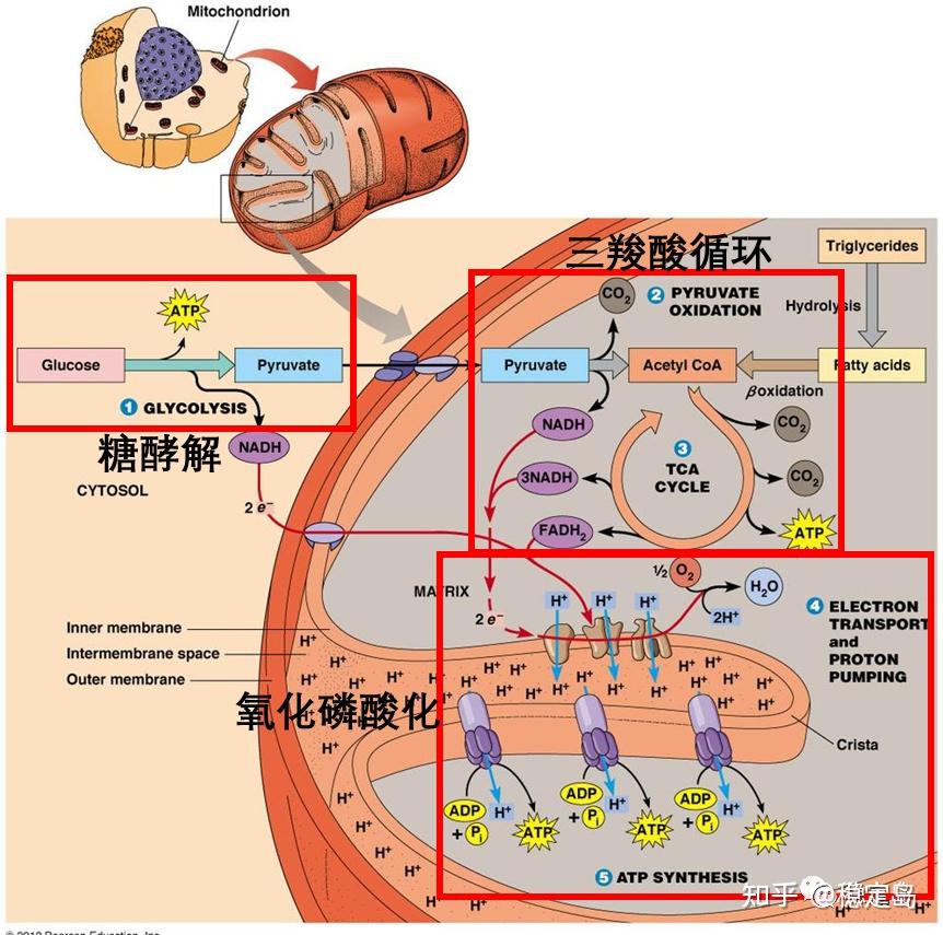 1. 正常細胞能量代謝