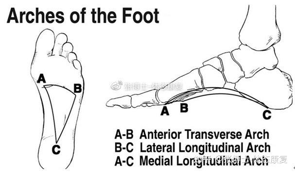 功能训练提高足底功能最容易被我们所忽视的训练