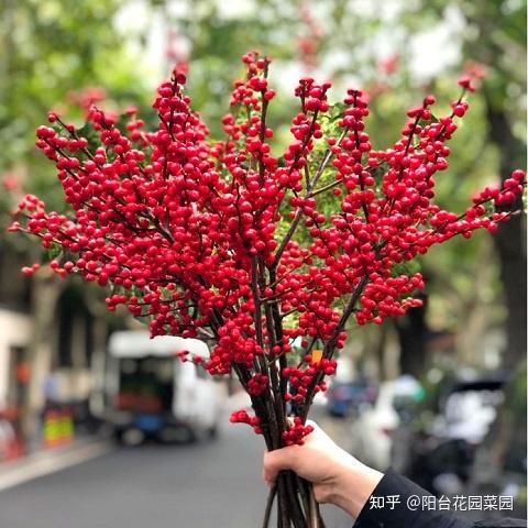 8种“贵族花”,实在太奢侈,动辄上千元,家里有矿才敢买(贵族服饰花纹)