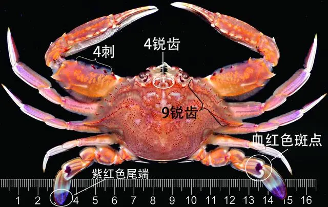 蟹图 蟹考记（八）：全球常见食用蟹图鉴——梭子蟹总科（作者：Zam） - 知乎