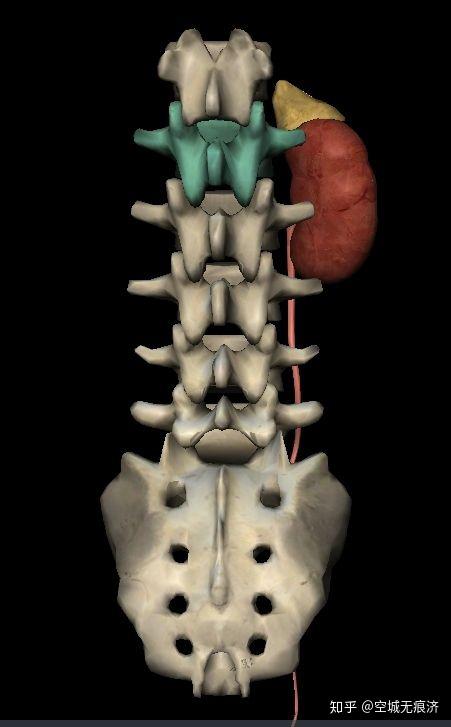 解剖学相关习题19