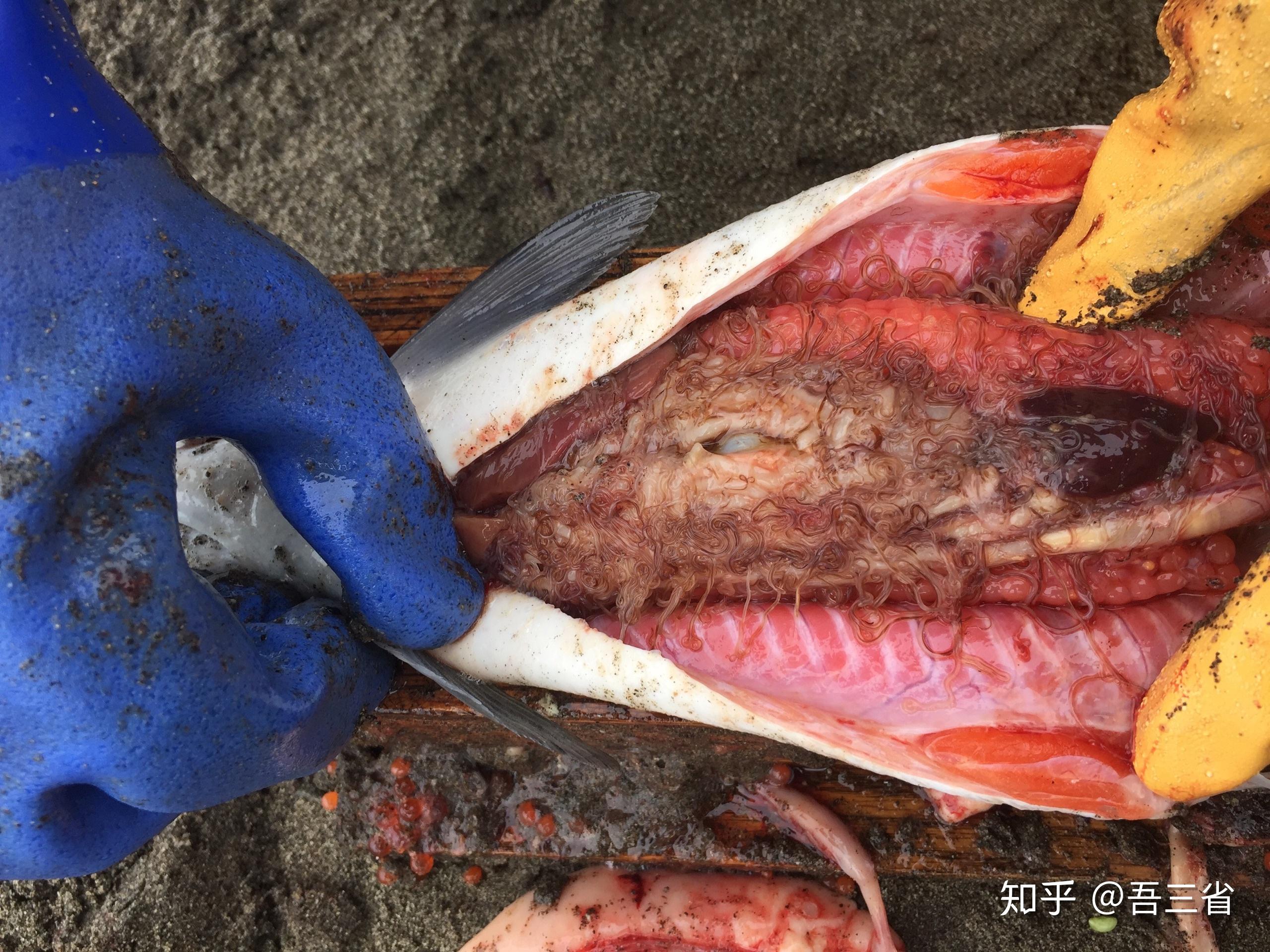吃三文鱼感染寄生虫的几率大吗