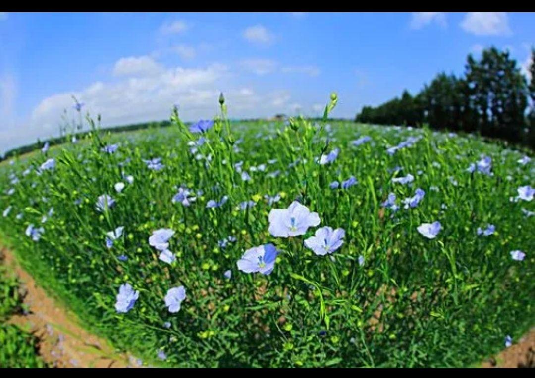 中世纪羊毛、亚麻、丝绸和棉花的故事 - 知乎