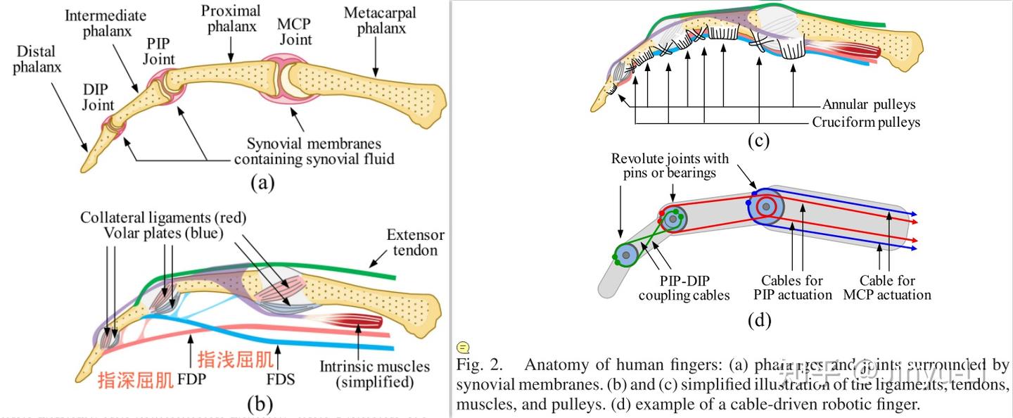 论文阅读09} - 一种基于滑动关节的灵巧手指设计- 知乎