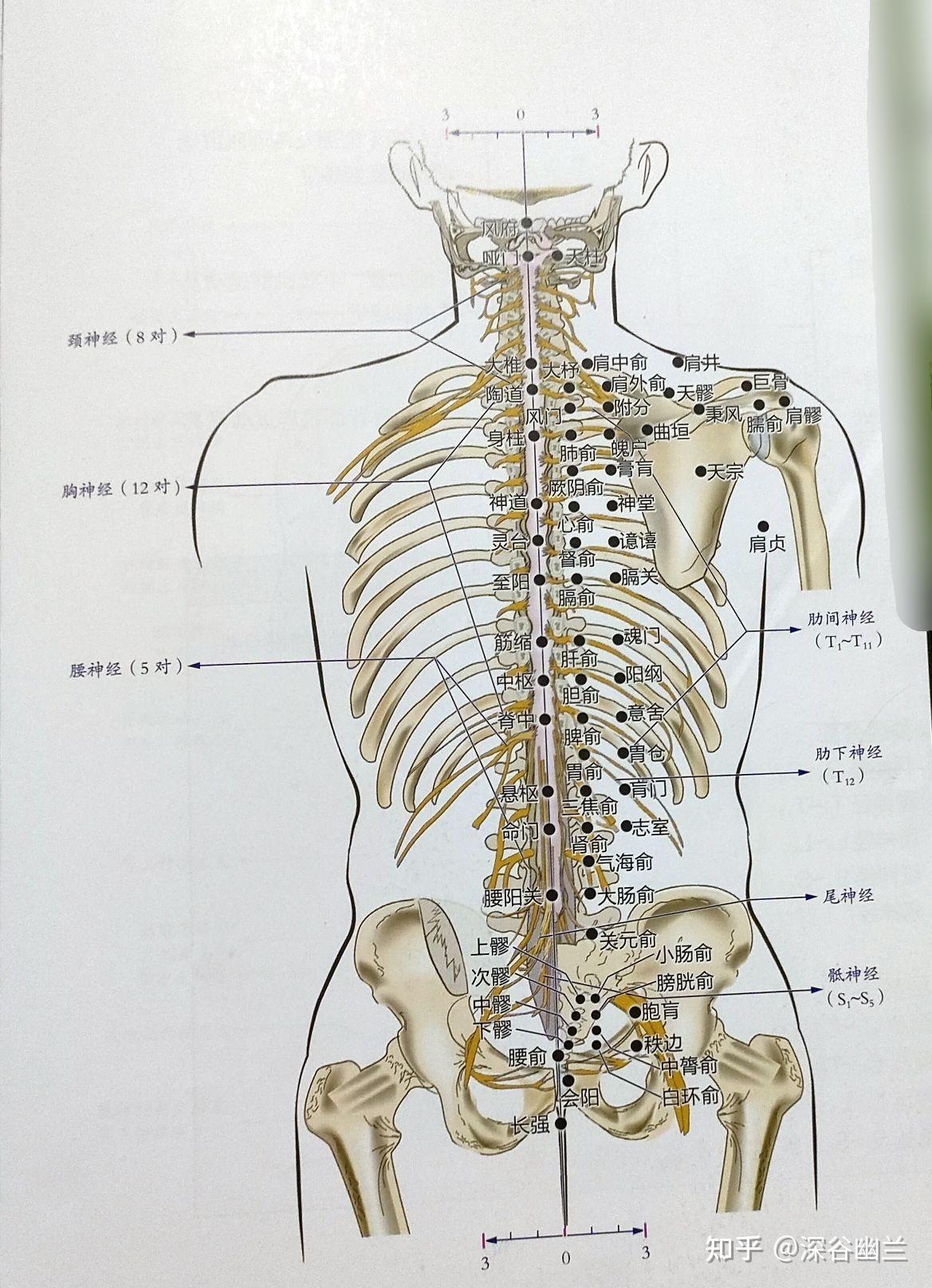 361个腧穴精准位置172185