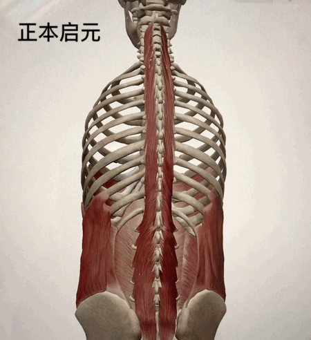 胸椎旋转的动图演示: 生物力学角度分析出现圆肩驼背的原因: 在低头60