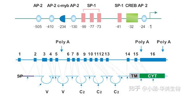 肿瘤标志物CD146 - 知乎