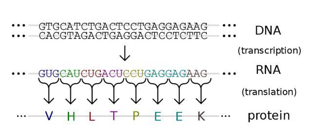 如果你对rna核苷酸序列有基本的了解,请跳过此部分.
