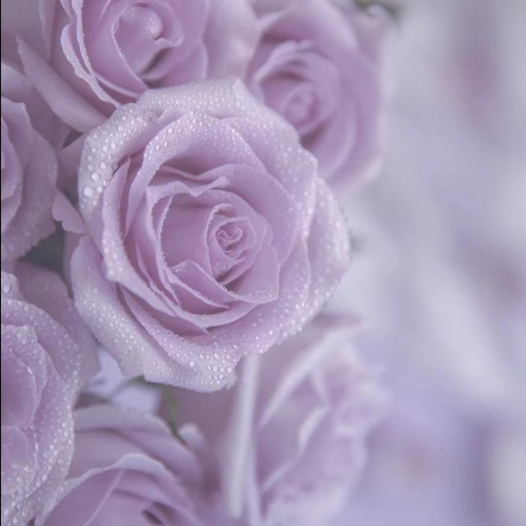 有没有让你一眼就爱上的微信头像?