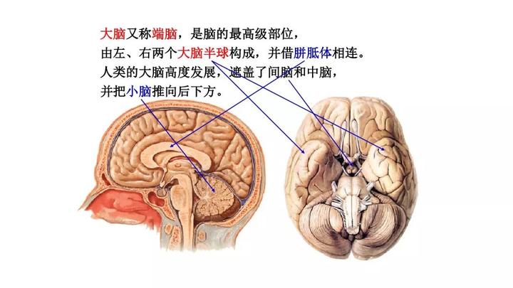 知识速记 |大脑-额叶功能、病损表现及定位诊断! - 知乎
