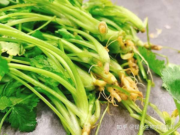 香菜爛根怎麼解決香菜根爛是怎麼回事香菜用什麼肥料效果好