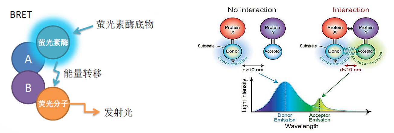 时间分辨荧光共振能量转移(tr-fret)