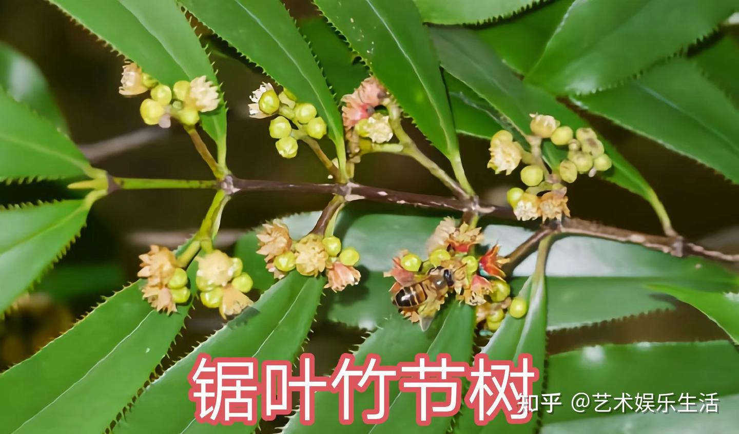 红树科植物有哪些 - 知乎