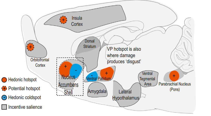 大脑中的享乐中心是什么位置