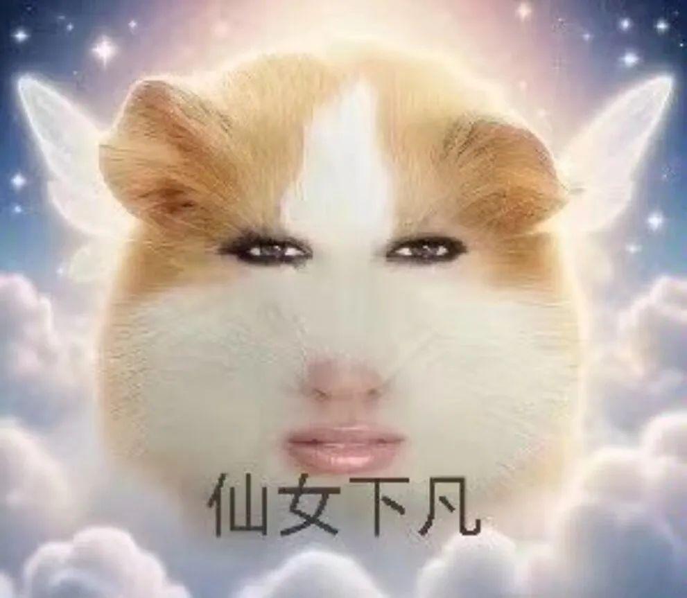 猪妞表情包:仙女下凡(直接存) - 知乎
