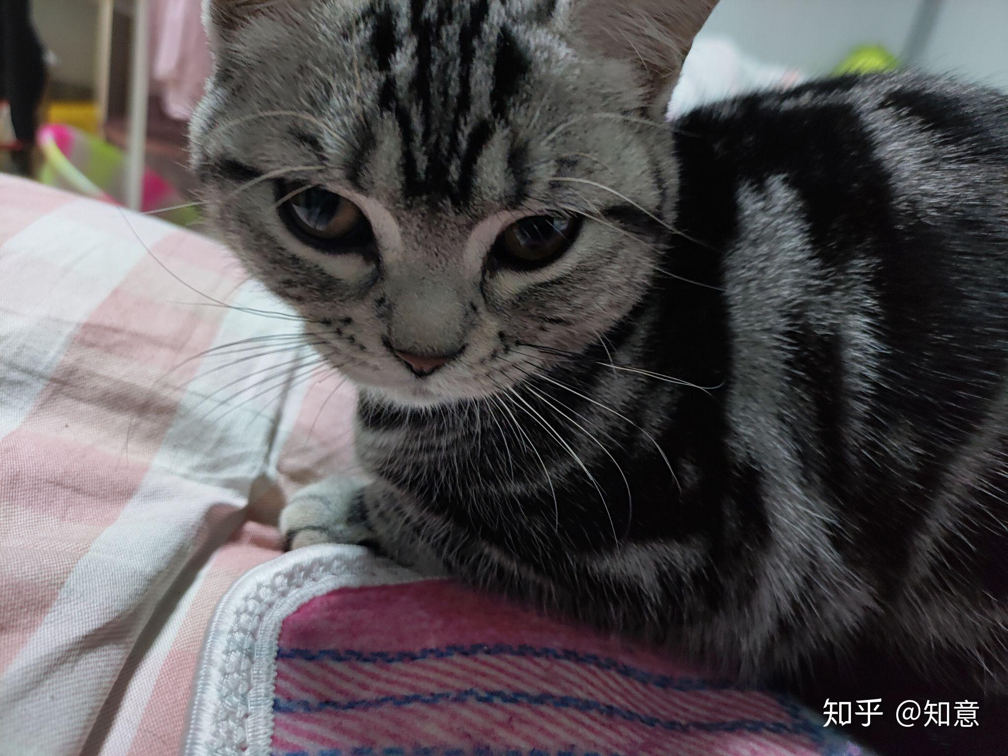 我家美短是什么串出来的
