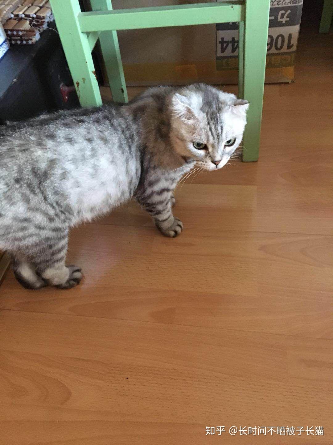 真的有烟灰色美短这个品种嘛