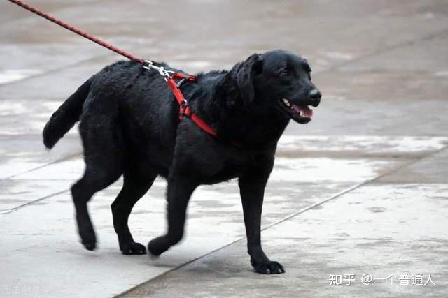 老人都说黑狗很好为啥现在养的人很少