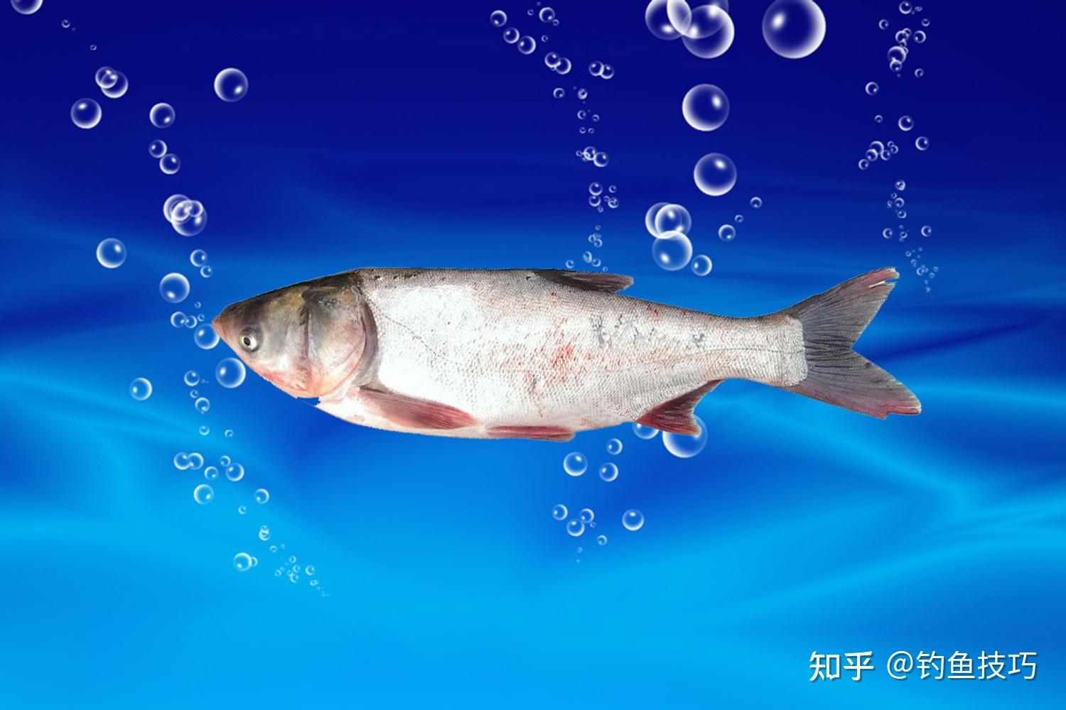 钓黑坑鲢鳙和野钓鲢鳙的4点区别 - 知乎