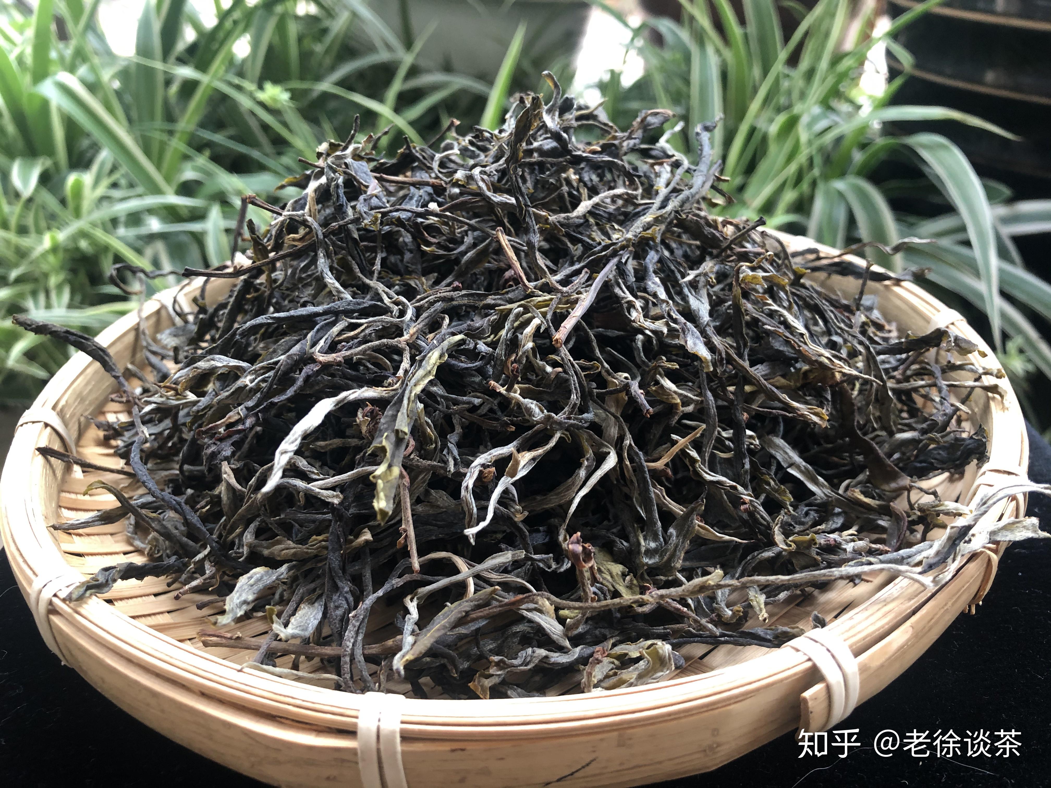 【老徐鉴茶】第363期:2020头春冰岛坝歪古树茶品鉴报告 - 知乎