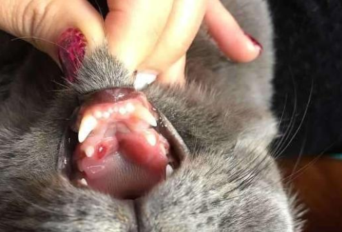 猫咪口角炎后不爱吃饭 知乎