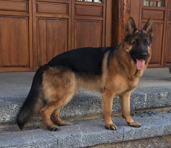 关于德牧的弓背平背品系血统