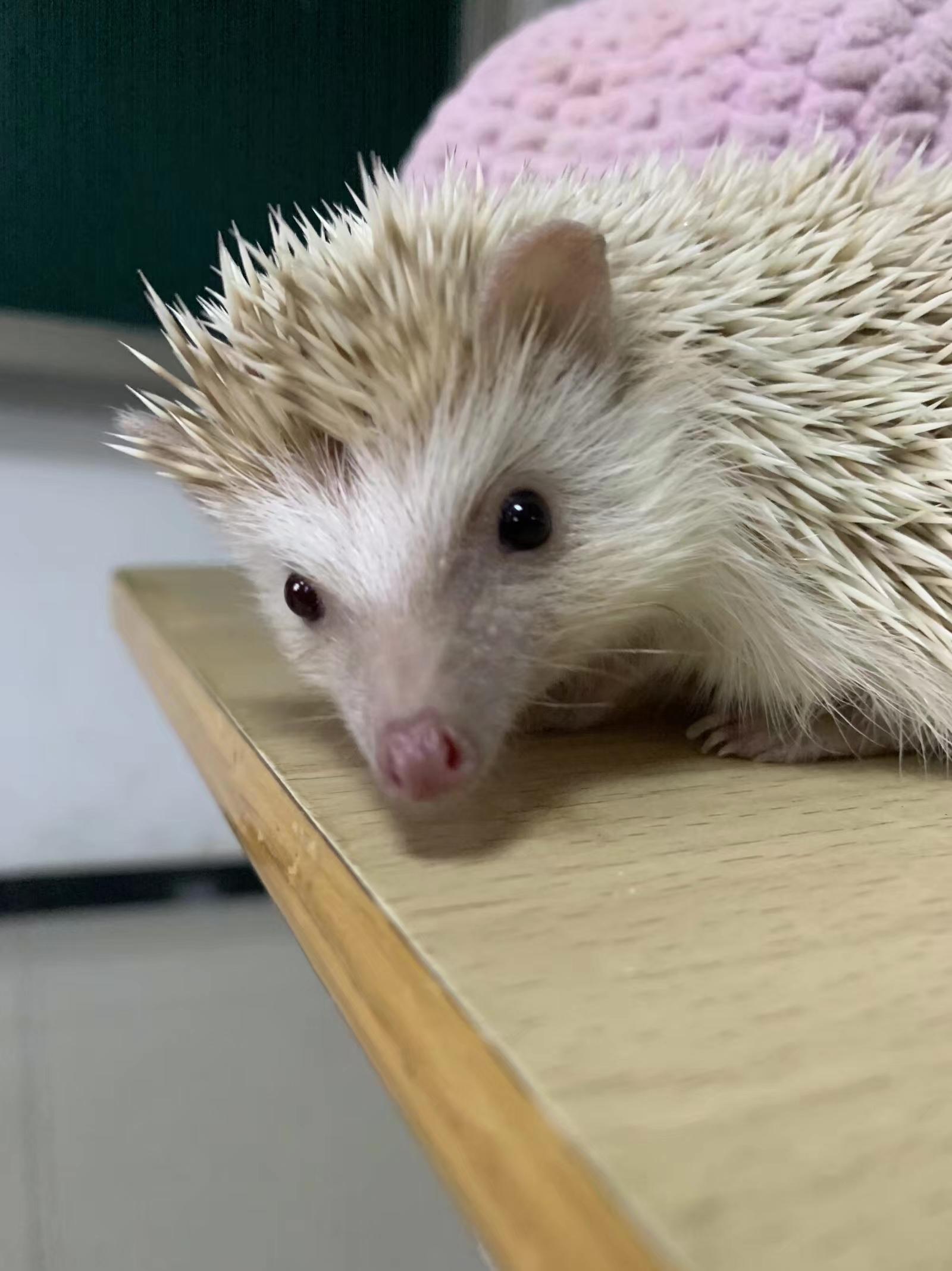 养一只刺猬是怎样的体验