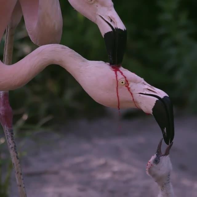 火烈鸟父母用血喂养后代