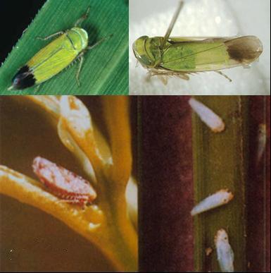 【动物界全系列】稻虱科—飞虱族(十七):双脊飞虱 - 知乎