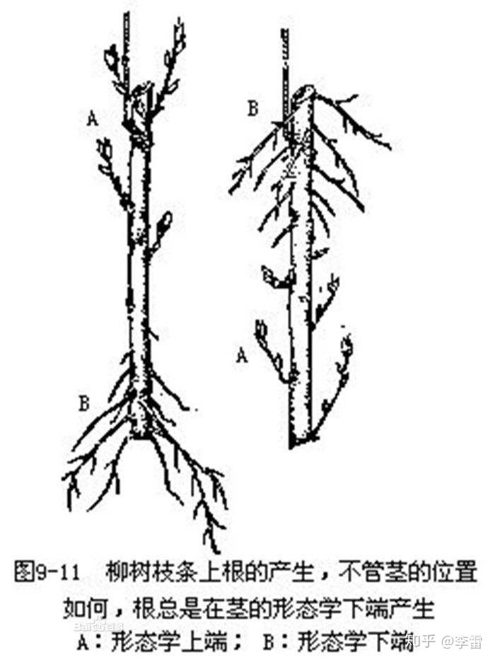 人的形态学上端体毛比较旺盛是否与植物极性运输原理相似?